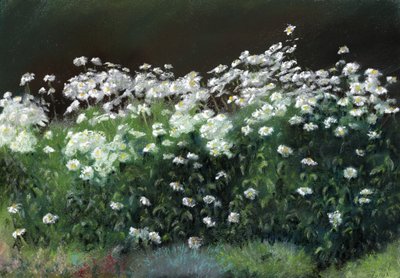 Şasta Papatyaları by Anthony Rule