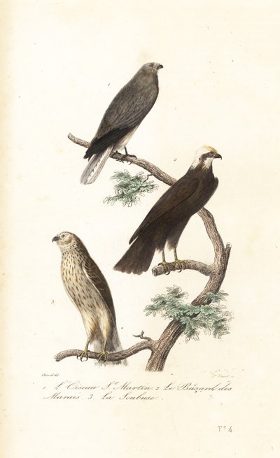 Hen harrier, Avrasya bataklık avcısı ve Montagu