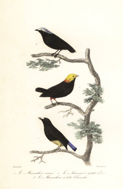 Manakin türleri. by Antoine (after) Chazal