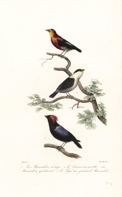 Manakin türleri. by Antoine (after) Chazal