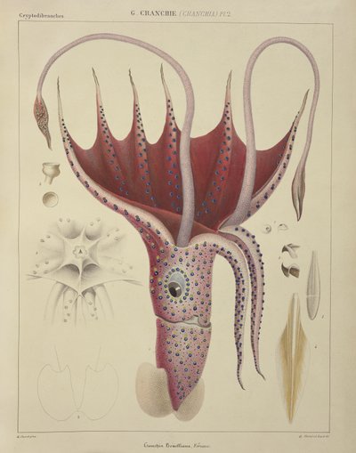 Squid, Pl.2, 
