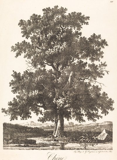 Chene (Meşe Ağacı) by Antoine Pierre Mongin