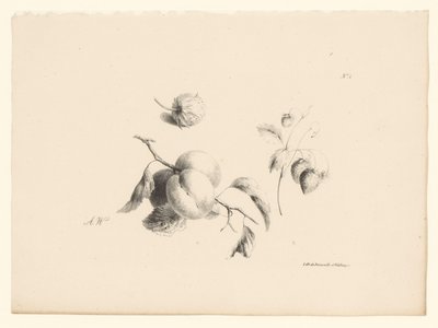 Kayısı ve çilek Çiçekler ve meyveler (seri başlığı) by Anton Weiss
