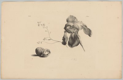 Amaryllis ve ceviz Çiçek ve Meyve Çalışmaları (...) 3. bölüm (dizi adı) by Anton Weiss