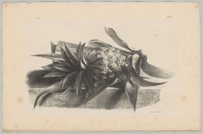 Ananas Çiçeği ve Meyve Çalışması (...) 3. bölüm (dizi adı) by Anton Weiss