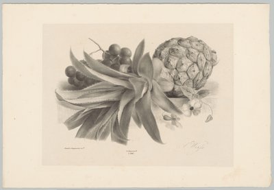 ananas ve üzüm Çiçek ve Meyve Çalışmaları (...) 10. bölüm (dizi adı) by Anton Weiss