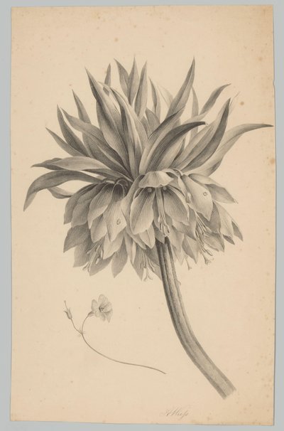 Sapta Çiçek Çiçek ve Meyve Çalışmaları (...) 3. bölüm (dizi adı) by Anton Weiss