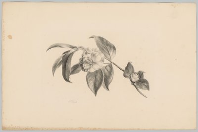 Bloemen Çiçek ve Meyve Çalışmaları (...) 3. bölüm (dizi adı) by Anton Weiss