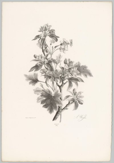 Daldaki çiçekler Çiçek ve Meyve Çalışmaları (...) 10. bölüm (dizi adı) by Anton Weiss