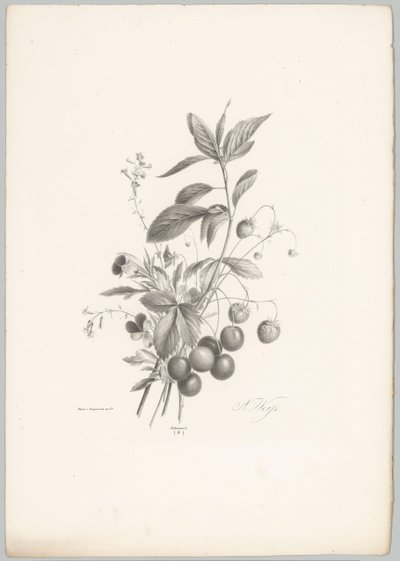 Çiçekler, çilekler ve kirazlar Çiçek ve Meyve Çalışmaları (...) 10. bölüm (dizi adı) by Anton Weiss