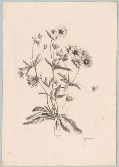 çeşitli çiçekler Çiçek ve Meyve Çalışmaları (...) 10. bölüm (dizi adı) by Anton Weiss