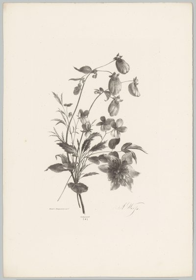 çeşitli çiçekler Çiçek ve Meyve Çalışmaları (...) 10. bölüm (dizi adı) by Anton Weiss
