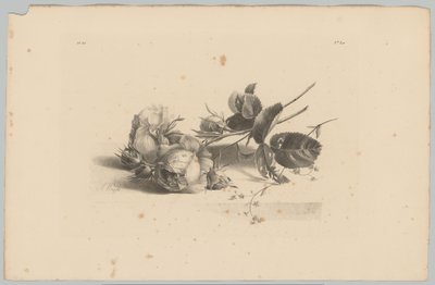 Rozen Bloem ve Fruit Studien (...) 3. bölüm (dizi adı) by Anton Weiss