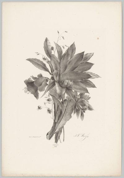 Yıldız ve çan şeklindeki çiçekler Çiçek ve Meyve Çalışmaları (...) 10. bölüm (dizi adı) by Anton Weiss