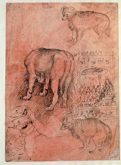 Köpek çalışmaları. Aulic bölümü. Çizim Antonio Pisano dit il Pisanello (1380-1455) by Antonio Pisanello