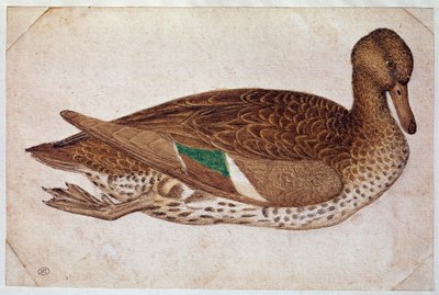 Kadın kış deniz mavisi, yüzüyor, profilde sağda. Çizim Pisano Antonio di Puccio dit il Pisanello (1380-1455), ca. 1430-40. suluboya, kahverengi mürekkep, siyah taş, tüy (çizim), beyaz daireler. Karartma: 14x21,2cm. Louvre, Kabine tasarımları by Antonio Pisanello