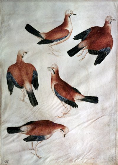 Vallardi Albümünden Five Jays (kağıt üzerinde wc) by Antonio Pisanello