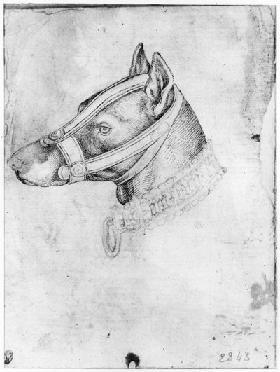 Vallardi Albümünden ağzı ağzı kapalı bir köpeğin başı by Antonio Pisanello