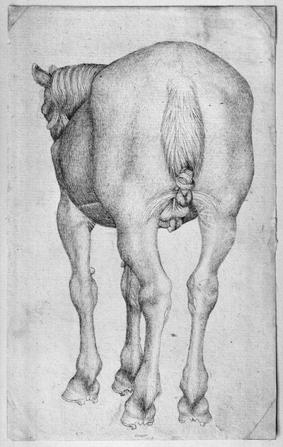 Horse, from the The Vallardi Album   by Antonio Pisanello