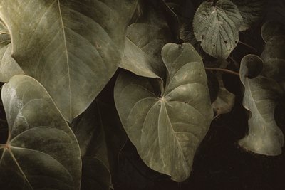 Anthurium Andraeanum, XVI e, Petrópolis, Rio de Janeiro, Brezilya, 2025 (fotoğraf) by Antonio Schubert