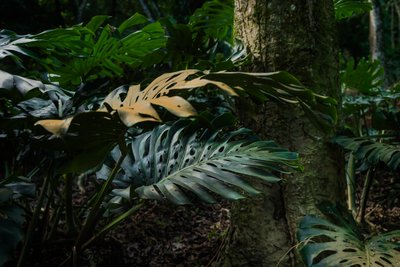 Corcovado Trail IX , Petrópolis, Rio de Janeiro, Brezilya, 2025 (fotoğraf) by Antonio Schubert