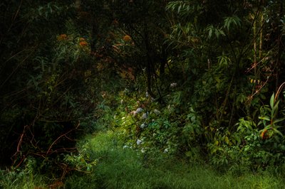  by Antonio Schubert