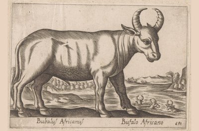 Afrika mandası Bubalus Africanus/ Bufalo Africano (nesne üzerindeki başlık) Hayvanlar ve efsanevi yaratıklar (dizi adı) Nova raccolta de li animali piu curiosi del mondo (dizi başlığı) by Antonio Tempesta