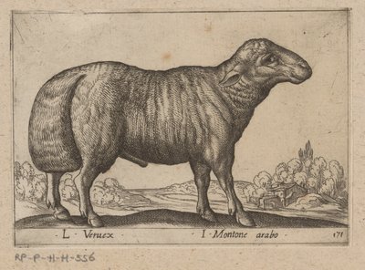 Arapça schaap L Veruex/ I Montone arabo (nesne üzerindeki başlık) Dieren en fablewezens (dizi adı) Dünyanın en meraklı hayvanlarının yeni koleksiyonu (seri başlığı) by Antonio Tempesta