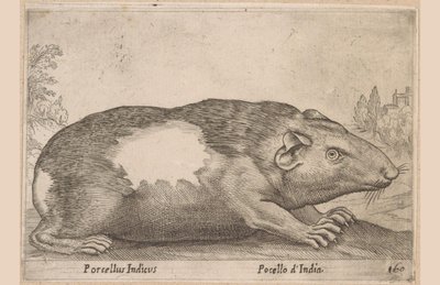 havyar Porcellus Indicus/Pocello d