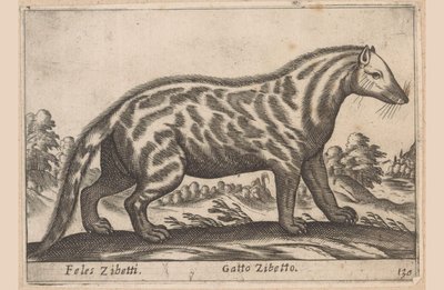 misk kedisi Feles Zibetti / Kedi Misk Kedisi (nesne üzerindeki başlık) Dieren en fabelwezens (dizi adı) Dünyanın en meraklı hayvanlarının Nova koleksiyonu (dizi başlığı) by Antonio Tempesta
