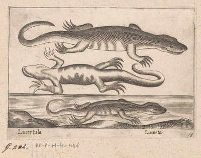 kuruyemiş Kertenkele / Kertenkele (nesne üzerindeki başlık) Dieren en fabelwezens (dizi adı) Dünyanın en meraklı hayvanlarının yeni koleksiyonu (seri başlığı) by Antonio Tempesta