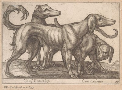 Üç köpek Canis Leporius / Cane Liviriero (nesne üzerindeki başlık) Hayvanlar ve efsanevi yaratıklar (dizi adı) Nova raccolta de li animali piu curiosi del mondo (dizi başlığı) by Antonio Tempesta