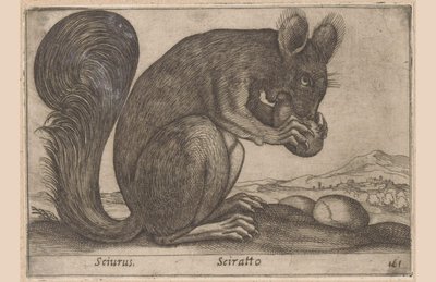 Ekhorn Sciurus/ Sciratto (nesne üzerindeki başlık) Dieren en fabelwezens (dizi adı) Dünyadaki yeni meraklı küçük hayvan (dizi başlığı) by Antonio Tempesta