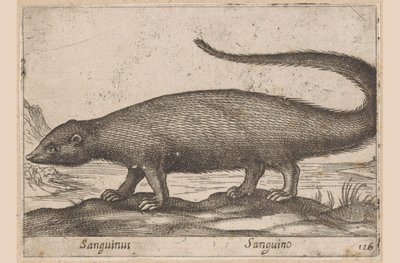 Fretachtige Sanguinus / Sanguino (nesne üzerindeki başlık) Dieren en fabelwezens (dizi adı) Dünyanın en meraklı hayvanlarının yeni koleksiyonu (seri başlığı) by Antonio Tempesta