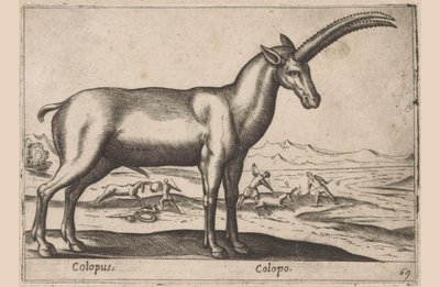 Geitachtige Colopus / Colopo (nesne üzerindeki başlık) Dieren en fabelwezens (dizi adı) Dünyanın en meraklı hayvanlarının yeni koleksiyonu (seri başlığı) by Antonio Tempesta