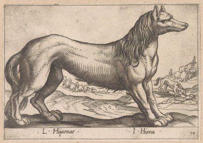 sırtlan L Hijanae/ I Hyena (nesne üzerindeki başlık) Dieren en fabelwezens (dizi adı) Nova raccolta de li animali piu curiosi del mondo (dizi başlığı) by Antonio Tempesta
