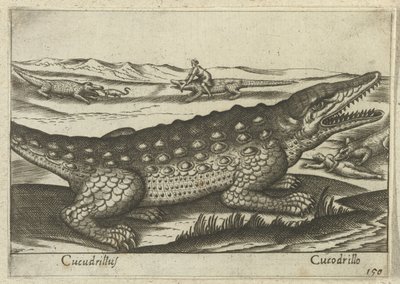 Timsah Coccodrillus / Coccodrillo (nesne üzerindeki başlık) Dieren en fabelwezens (dizi adı) Dünyanın en meraklı hayvanlarının yeni koleksiyonu (seri başlığı) by Antonio Tempesta