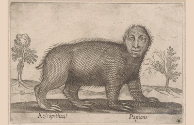 tembel hayvan Aescopitheus/ Papione (nesne üzerindeki başlık) Hayvanlar ve efsanevi yaratıklar (dizi adı) Nova raccolta de li animali piu curiosi del mondo (dizi başlığı) by Antonio Tempesta