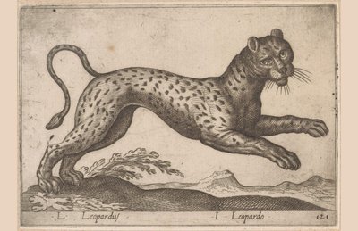 Leopar L Leopardus/ I Leopardo (nesne üzerindeki başlık) Dieren en fablewezens (dizi adı) Dünyanın en meraklı hayvanlarının yeni koleksiyonu (seri başlığı) by Antonio Tempesta