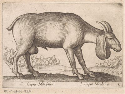 mambrina geit L Capra Mambrinae / I Capra Mambrina (nesne üzerindeki başlık) Dieren en fabelwezens (dizi adı) Dünyanın en meraklı hayvanlarının yeni koleksiyonu (seri başlığı) by Antonio Tempesta