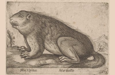 mırıldanır Alp Faresi / Marmotta (nesne üzerindeki başlık) Dieren en fablewezens (dizi adı) Nova raccolta de li animali piu curiosi del mondo (dizi başlığı) by Antonio Tempesta