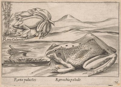 Moeras Kikkerler Marsh Frog / Marsh Frog (nesne üzerindeki başlık) Dieren en fabelwezens (dizi adı) Dünyanın en meraklı hayvanlarının Nova koleksiyonu (dizi başlığı) by Antonio Tempesta