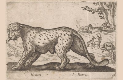 Panter L Panthera / I Pantera (nesne üzerindeki başlık) Dieren en fabelwezens (dizi başlığı) Nova raccolta de li animali piu curiosi del mondo (seri başlığı) by Antonio Tempesta