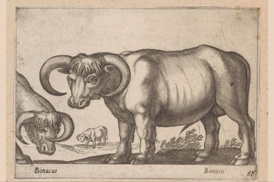 sığırlar Bonasus/ Bonaso (nesne üzerindeki başlık) Hayvanlar ve efsanevi yaratıklar (dizi adı) Nova raccolta de li animali piu curiosi del mondo (dizi başlığı) by Antonio Tempesta