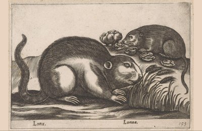 iki misk sıçanı Lonx/Lonza (nesne üzerindeki başlık) Hayvanlar ve efsanevi yaratıklar (dizi adı) Nova raccolta de li animali piu curiosi del mondo (dizi başlığı) by Antonio Tempesta