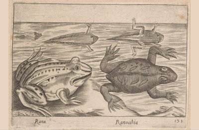 Bir kurbağanın beş aşaması Rana/ Ranocchia (nesne üzerindeki başlık) Hayvanlar ve efsanevi yaratıklar (dizi adı) Nova raccolta de li animali piu curiosi del mondo (dizi başlığı) by Antonio Tempesta