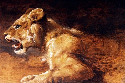Genç Aslan Çalışması, c.1640 (panel üzerine yağlı boya) by Antwerp School