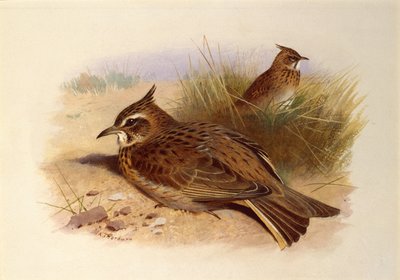 Tepeli Lark, İngiliz Kuşları by Archibald Thorburn