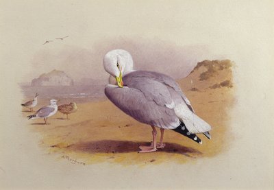 Bass Rock Beyond ile bir Sahilde Bir Ringa Martı (suluboya) by Archibald Thorburn