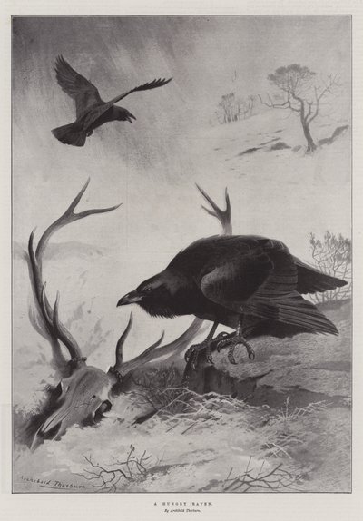 Aç bir Kuzgun by Archibald Thorburn